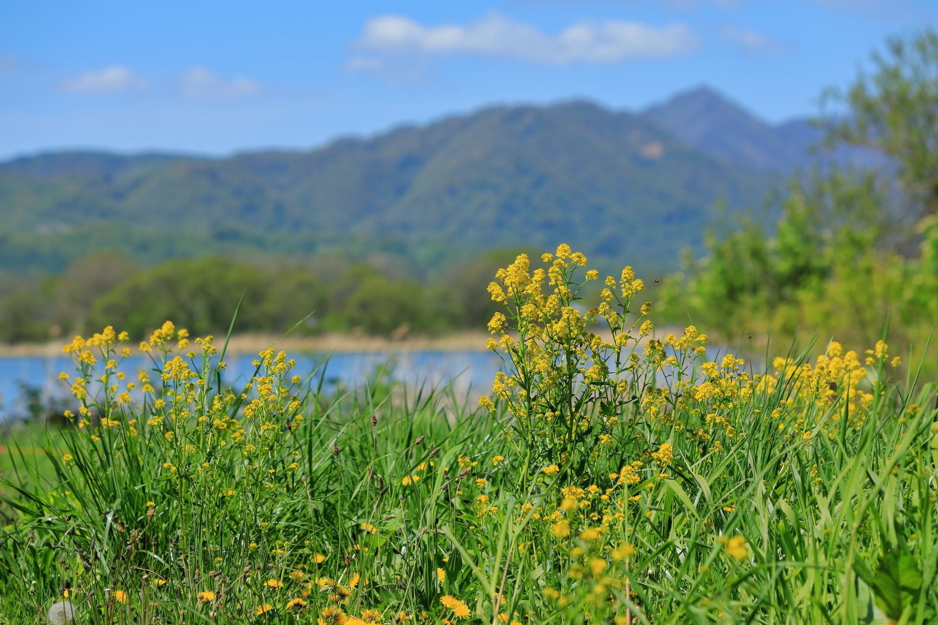 広大な牧場の風景